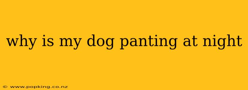why is my dog panting at night