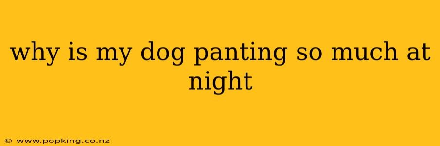 why is my dog panting so much at night