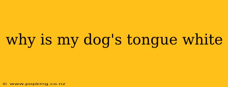 why is my dog's tongue white