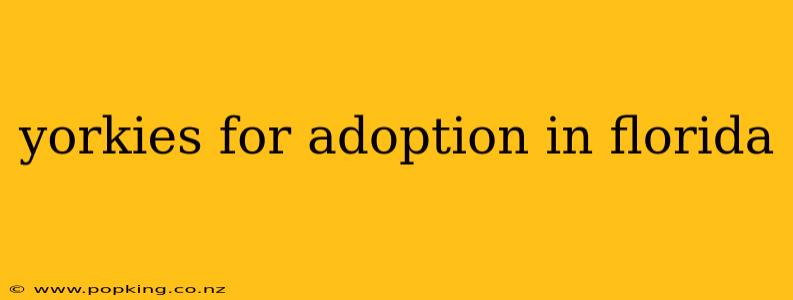 yorkies for adoption in florida